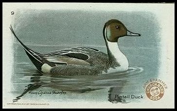 9 Pintail Duck